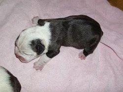 Buldok- Ollde Bulldogge