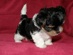 Biewer jorkšírský teriér maličká štěňátka