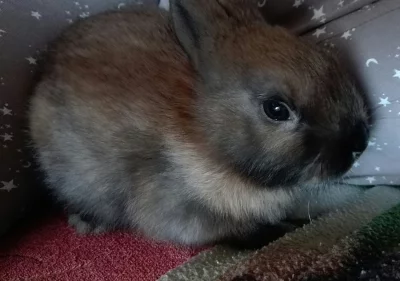 Daruji