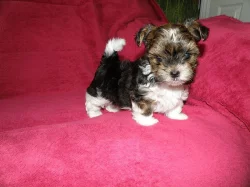 Biewer Yorkshire terrier s PP.