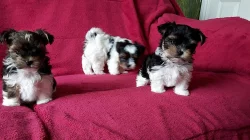Biewer Yorkshire terrier s PP.