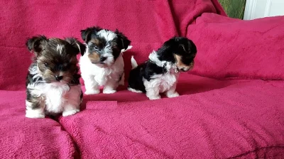 Biewer Yorkshire terrier s PP.