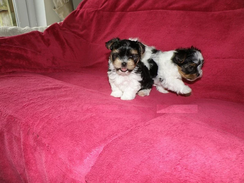 Biewer Yorkshire terrier s PP.