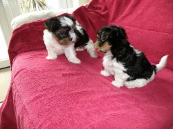 Biewer Yorkshire terrier s PP.