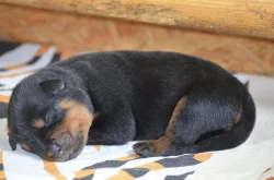 Rottweiler - štěňata s PP
