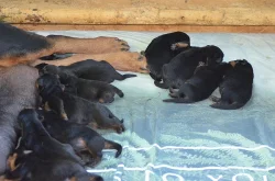 Rottweiler - štěňata s PP