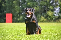 Rottweiler - štěňata s PP
