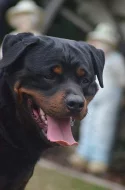 Rottweiler - štěňata s PP