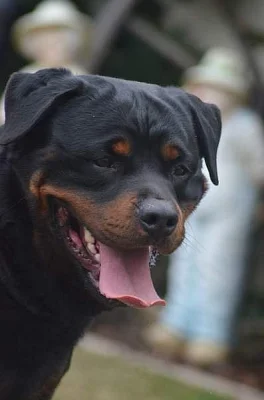 Rottweiler - štěňata s PP