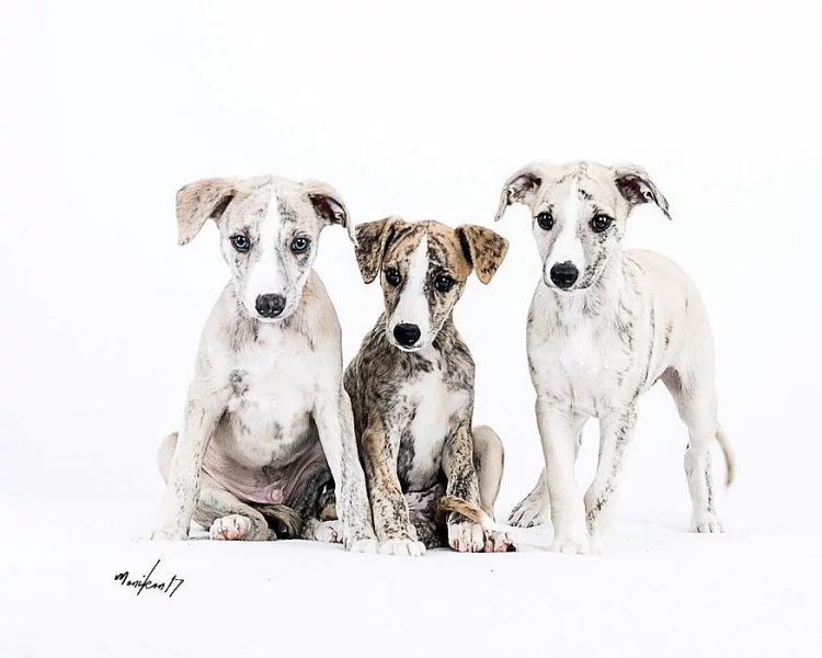 Whippet pejsek