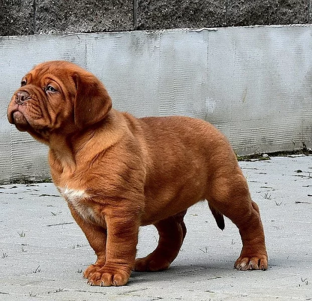Bordeauxska doga, Dogue de bordeaux