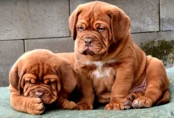 Bordeauxska doga, Dogue de bordeaux