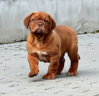 Bordeauxska doga, Dogue de bordeaux
