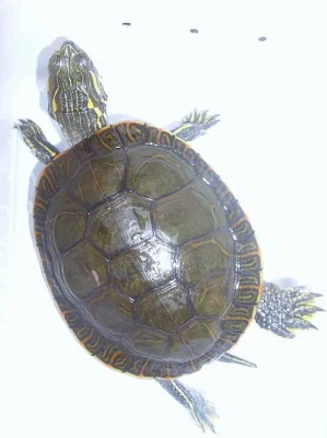 Chrysemys picta belli