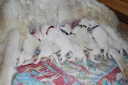 Slovenský čuvač s PP