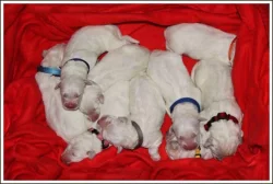 Slovenský čuvač s PP