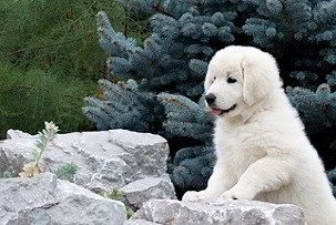 Slovenský čuvač s PP