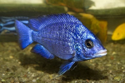 Placidochromis phenochilus Mdoka 