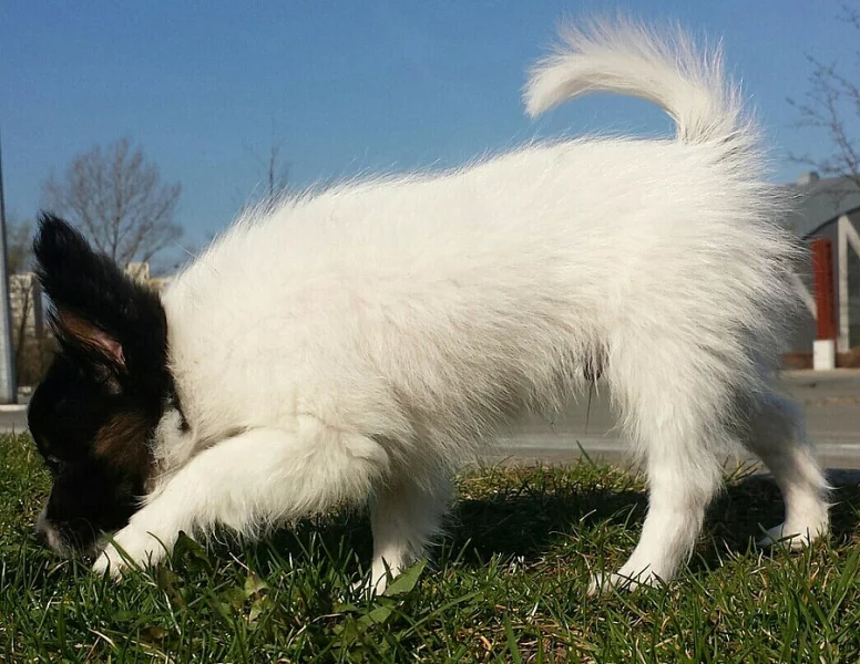 Papillon pejsek s PP