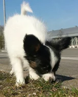 Papillon pejsek s PP