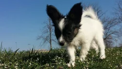 Papillon pejsek s PP