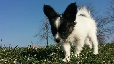 Papillon pejsek s PP