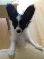 Papillon pejsek s PP