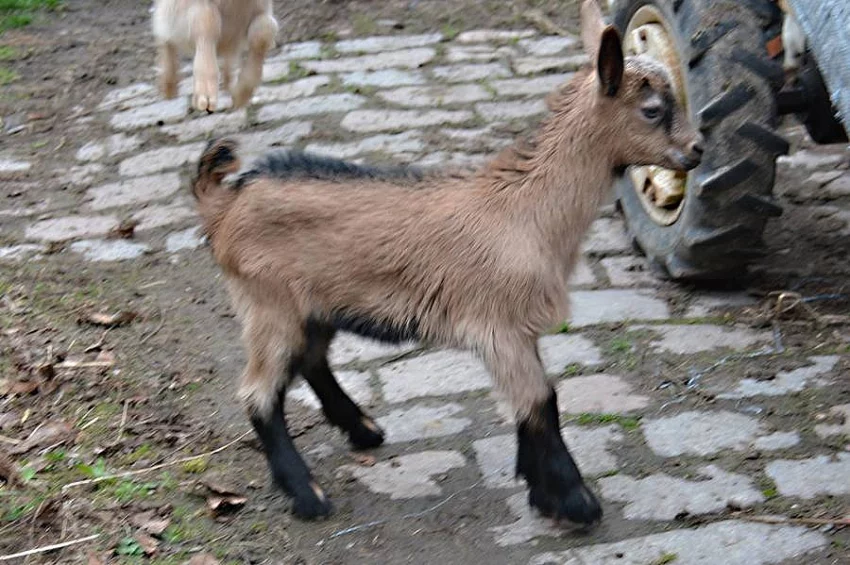 Kůzle - kozička