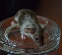 Barevné saténové myšky s VP