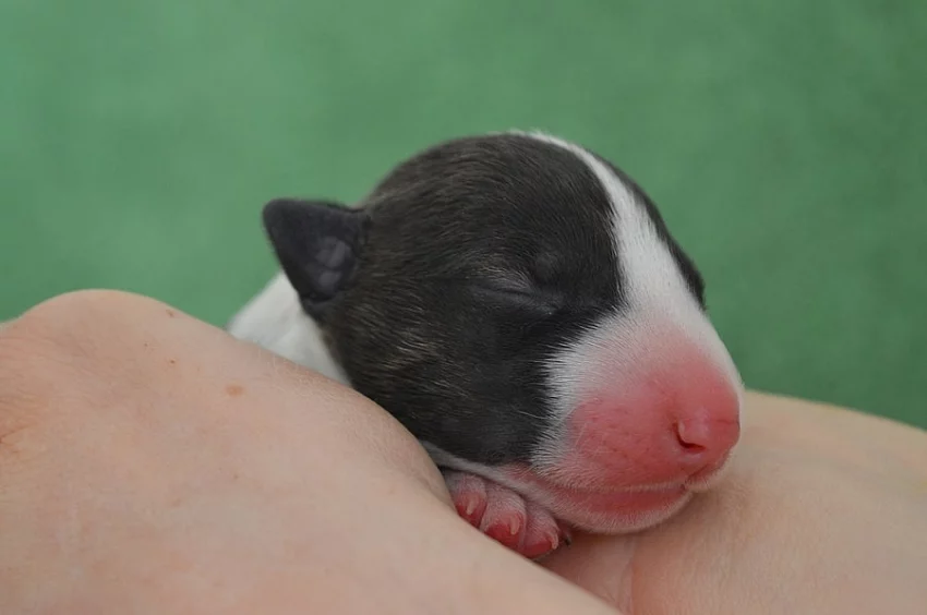 Štěňátko Bullteriéra k prodeji