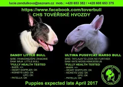 Štěňátko Bullteriéra k prodeji