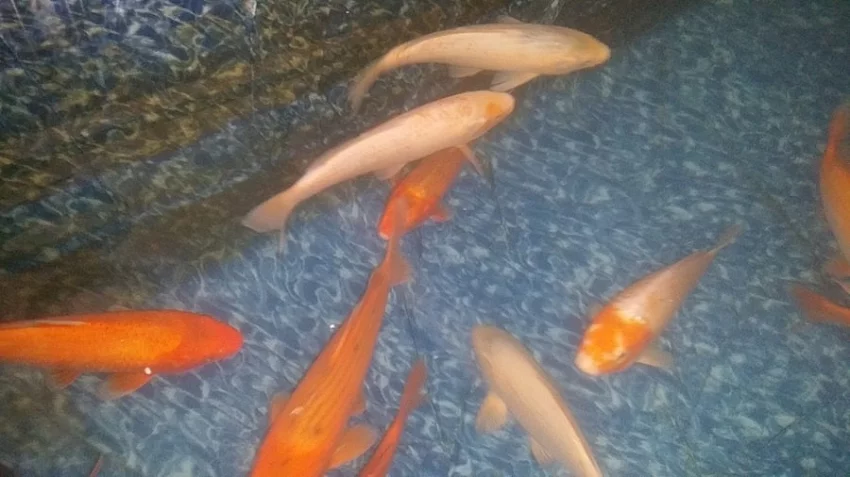 Koi kapr okrasne ryby