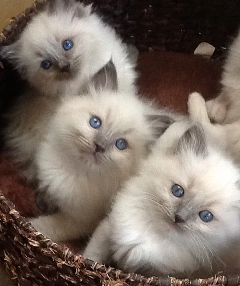 Ragdoll kotata pripraveni na nový domov