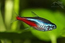 Neonka obecná (Paracheirodon innesi)