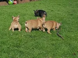 Francouzský buldocek