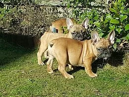 Francouzský buldocek