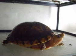 klapavka běloůstá