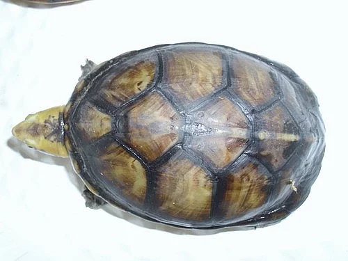 klapavka běloůstá