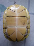 klapavka běloůstá