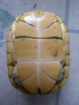 klapavka běloůstá