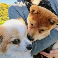 Prodám Shiba inu štěňata s PP