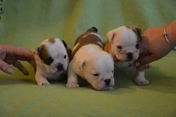 Prodám anglické bulldogy s PP