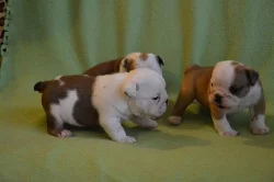 Prodám anglické bulldogy s PP