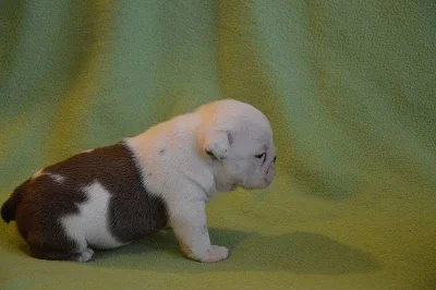 Prodám anglické bulldogy s PP