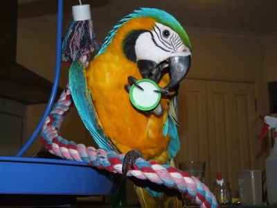 Žako kongo, Ara ararauna , Papoušek senegalský