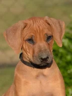 Rhodéský ridgeback - štěňátka s PP