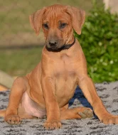 Rhodéský ridgeback - štěňátka s PP