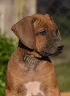 Rhodéský ridgeback - štěňátka s PP