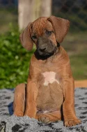 Rhodéský ridgeback - štěňátka s PP