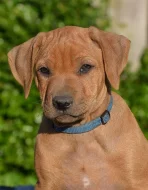 Rhodéský ridgeback - štěňátka s PP